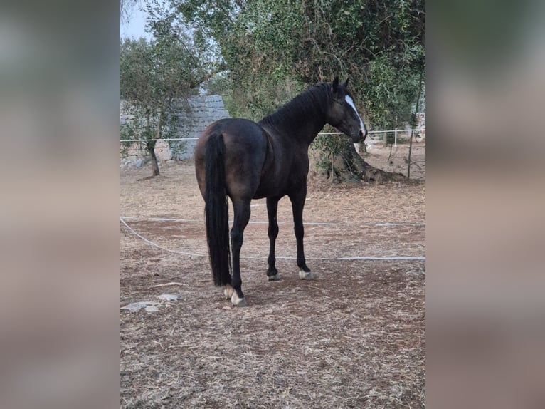 Murgese/caballo de las Murgues Mestizo Caballo castrado 4 años 148 cm Negro in San Michele