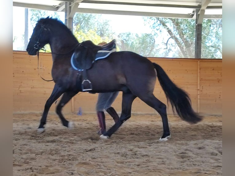 Murgese/caballo de las Murgues Mestizo Caballo castrado 4 años 148 cm Negro in San Michele