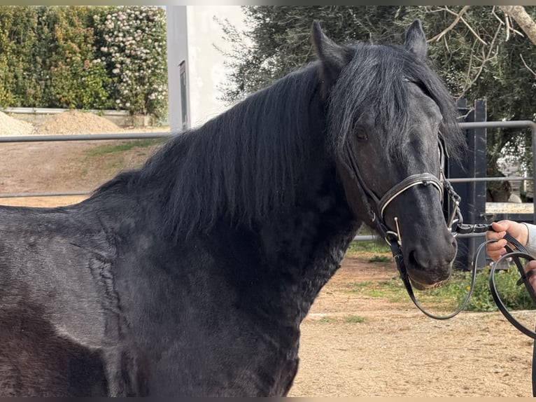 Murgese/caballo de las Murgues Caballo castrado 4 años 159 cm Negro in Martina Franca