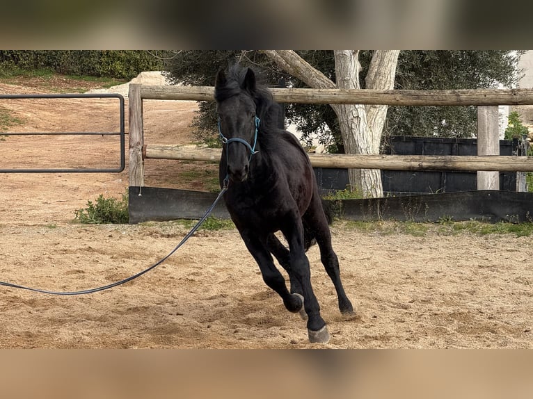 Murgese/caballo de las Murgues Caballo castrado 4 años 159 cm Negro in Martina Franca