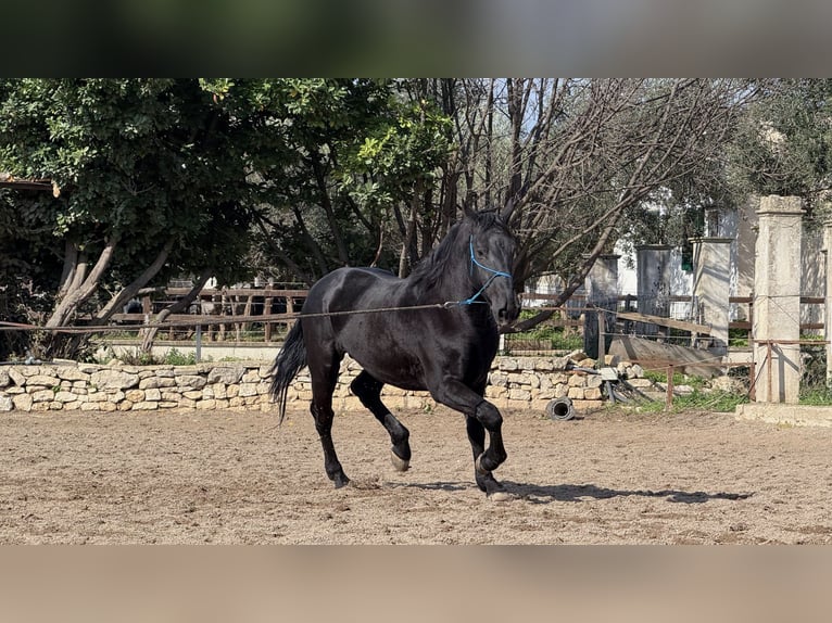 Murgese/caballo de las Murgues Caballo castrado 4 años 160 cm Negro in Martina Franca