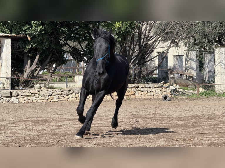 Murgese/caballo de las Murgues Caballo castrado 4 años 160 cm Negro in Martina Franca