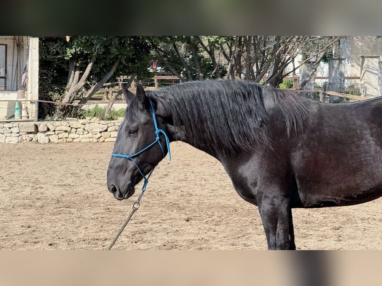 Murgese/caballo de las Murgues Caballo castrado 4 años 160 cm Negro in Martina Franca