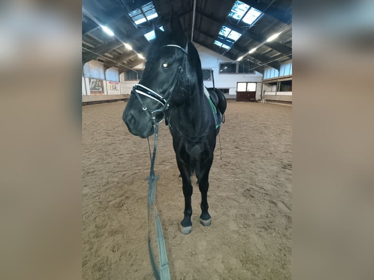 Murgese/caballo de las Murgues Caballo castrado 4 años 162 cm Negro in Alzenau in Unterfranken