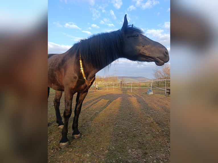 Murgese/caballo de las Murgues Caballo castrado 4 años 162 cm Negro in Alzenau in Unterfranken