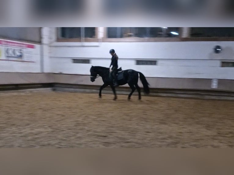 Murgese/caballo de las Murgues Caballo castrado 4 años 162 cm Negro in Alzenau in Unterfranken