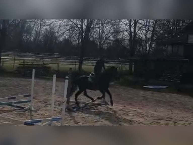 Murgese/caballo de las Murgues Caballo castrado 4 años 162 cm Negro in Alzenau in Unterfranken