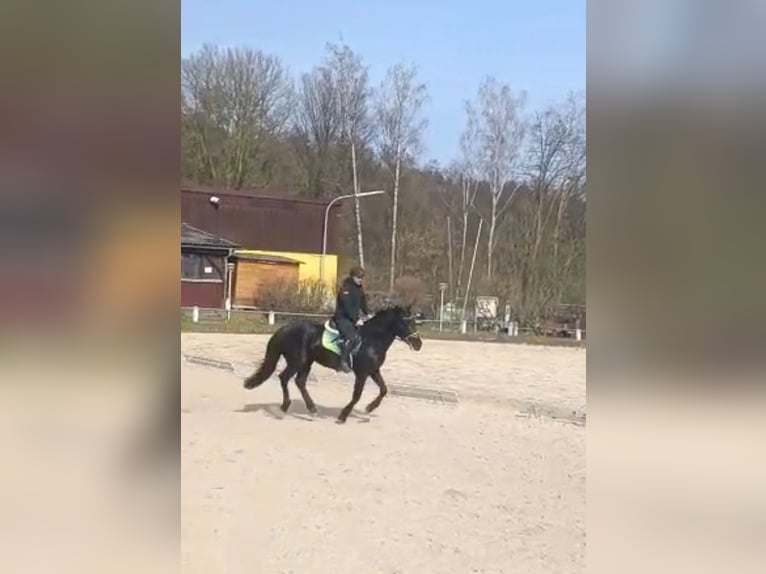 Murgese/caballo de las Murgues Caballo castrado 4 años 162 cm Negro in Alzenau in Unterfranken