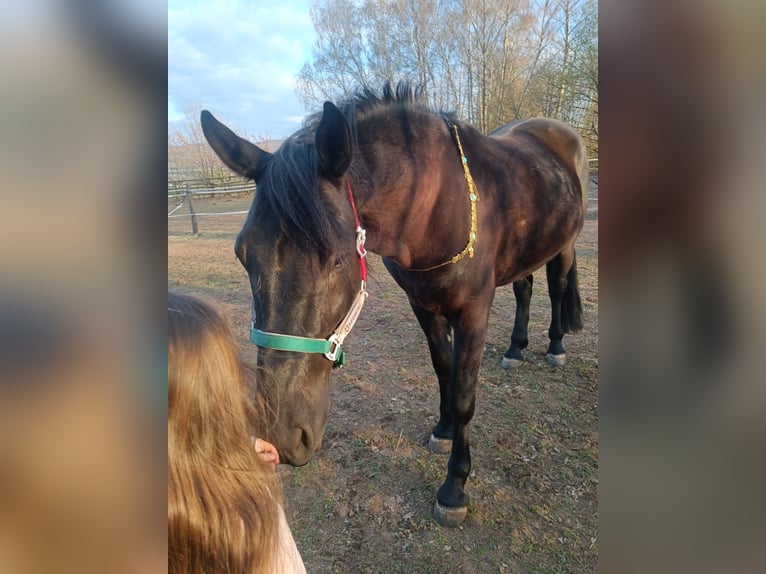 Murgese/caballo de las Murgues Caballo castrado 4 años 162 cm Negro in Alzenau in Unterfranken