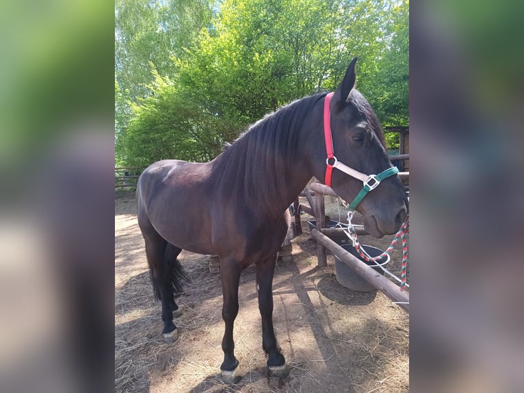 Murgese/caballo de las Murgues Caballo castrado 4 años 162 cm Negro in Alzenau in Unterfranken