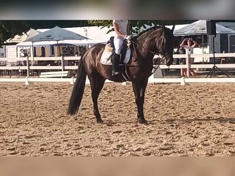 Murgese/caballo de las Murgues Caballo castrado 4 años 162 cm Negro in Alzenau in Unterfranken