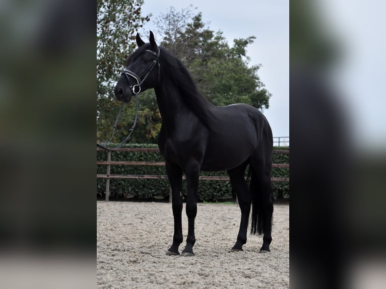 Murgese/caballo de las Murgues Caballo castrado 4 años 162 cm Negro in Montfoort Murgese/caballo de las Murgues Caballo castrado 4 años 162 cm Negro in Montfoort