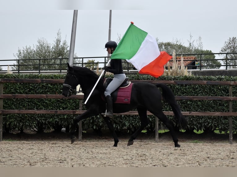 Murgese/caballo de las Murgues Caballo castrado 4 años 162 cm Negro in Montfoort Murgese/caballo de las Murgues Caballo castrado 4 años 162 cm Negro in Montfoort