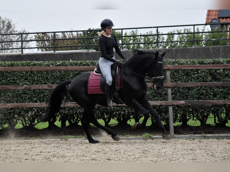 Murgese/caballo de las Murgues Caballo castrado 4 años 162 cm Negro in Montfoort Murgese/caballo de las Murgues Caballo castrado 4 años 162 cm Negro in Montfoort