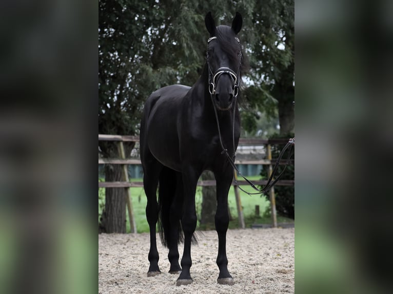 Murgese/caballo de las Murgues Caballo castrado 4 años 162 cm Negro in Montfoort Murgese/caballo de las Murgues Caballo castrado 4 años 162 cm Negro in Montfoort