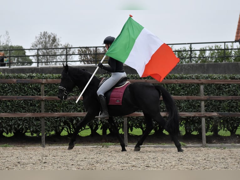 Murgese/caballo de las Murgues Caballo castrado 4 años 162 cm Negro in Montfoort Murgese/caballo de las Murgues Caballo castrado 4 años 162 cm Negro in Montfoort