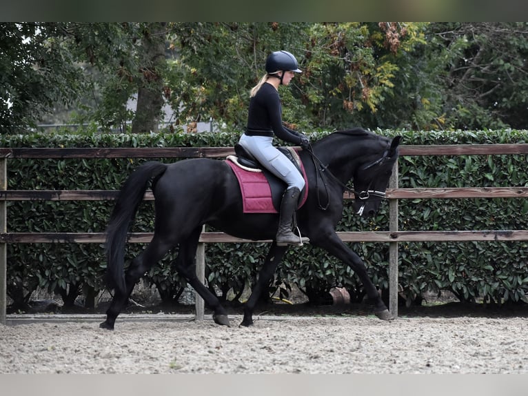Murgese/caballo de las Murgues Caballo castrado 4 años 162 cm Negro in Montfoort Murgese/caballo de las Murgues Caballo castrado 4 años 162 cm Negro in Montfoort