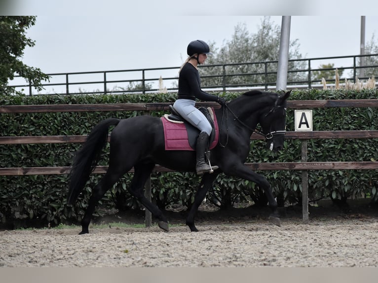 Murgese/caballo de las Murgues Caballo castrado 4 años 162 cm Negro in Montfoort Murgese/caballo de las Murgues Caballo castrado 4 años 162 cm Negro in Montfoort
