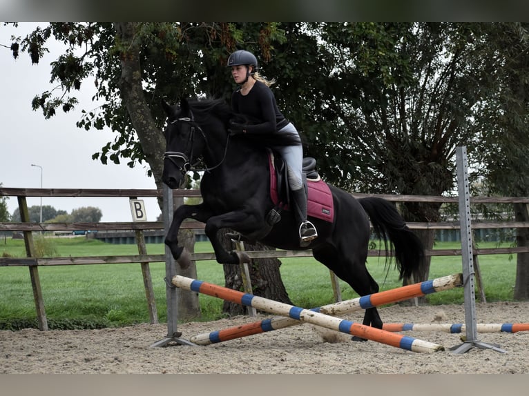 Murgese/caballo de las Murgues Caballo castrado 4 años 162 cm Negro in Montfoort Murgese/caballo de las Murgues Caballo castrado 4 años 162 cm Negro in Montfoort