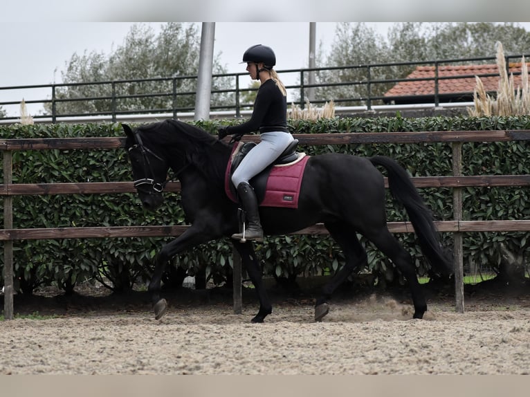 Murgese/caballo de las Murgues Caballo castrado 4 años 162 cm Negro in Montfoort Murgese/caballo de las Murgues Caballo castrado 4 años 162 cm Negro in Montfoort