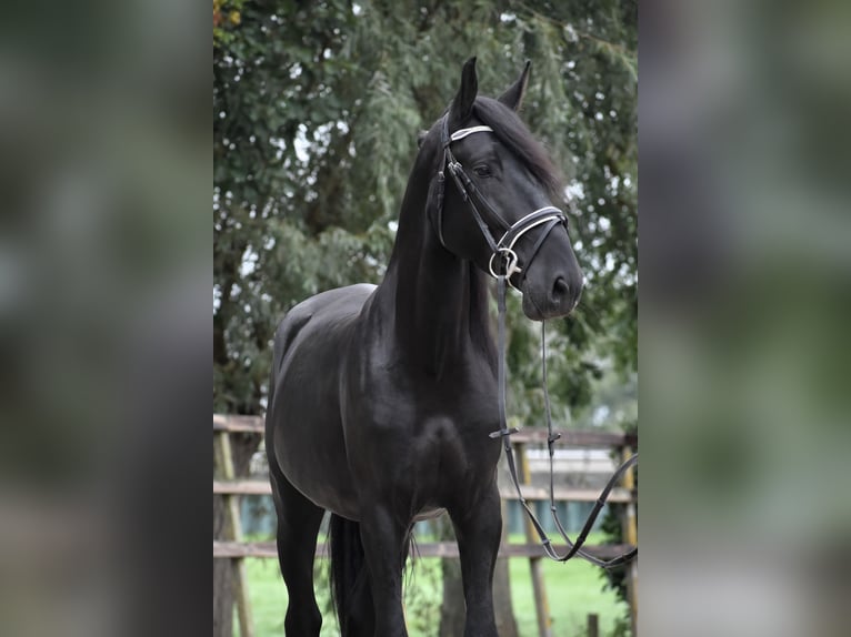 Murgese/caballo de las Murgues Caballo castrado 4 años 162 cm Negro in Montfoort Murgese/caballo de las Murgues Caballo castrado 4 años 162 cm Negro in Montfoort