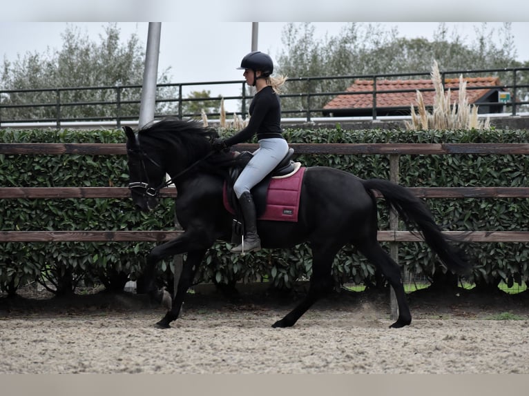 Murgese/caballo de las Murgues Caballo castrado 4 años 162 cm Negro in Montfoort Murgese/caballo de las Murgues Caballo castrado 4 años 162 cm Negro in Montfoort
