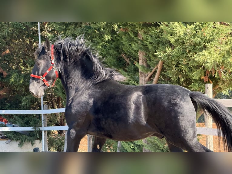 Murgese/caballo de las Murgues Caballo castrado 4 años 164 cm Negro in Einbeck
