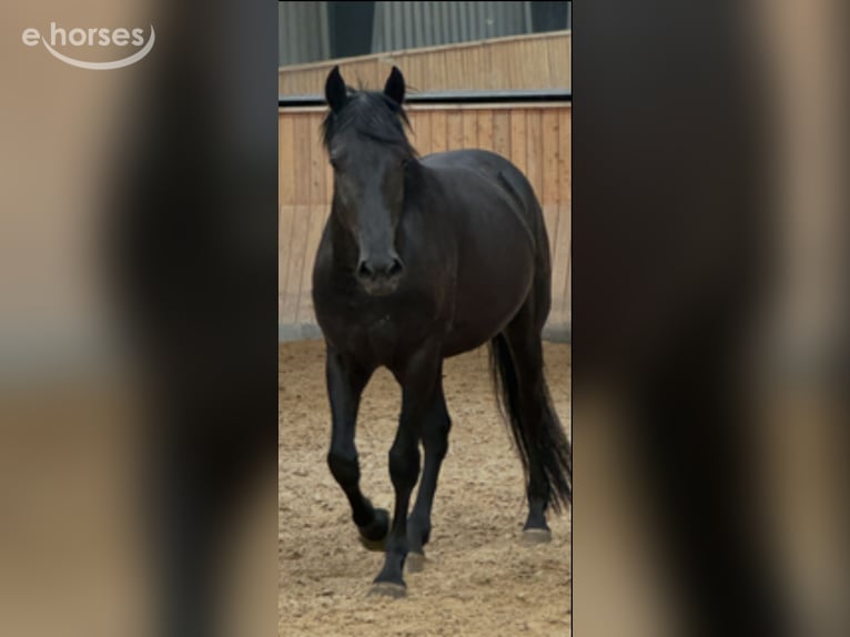 Murgese/caballo de las Murgues Caballo castrado 4 años Negro in Humlebæk