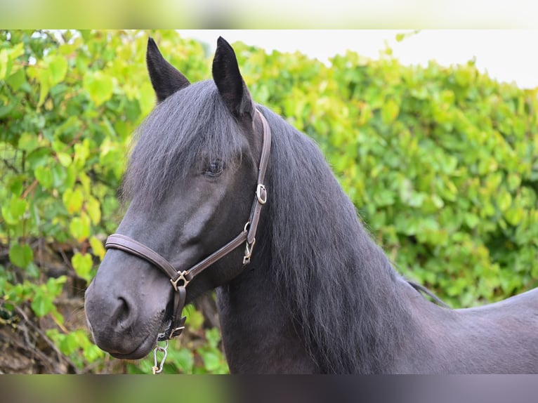 Murgese/caballo de las Murgues Caballo castrado 5 años 164 cm Negro in Martina Franca