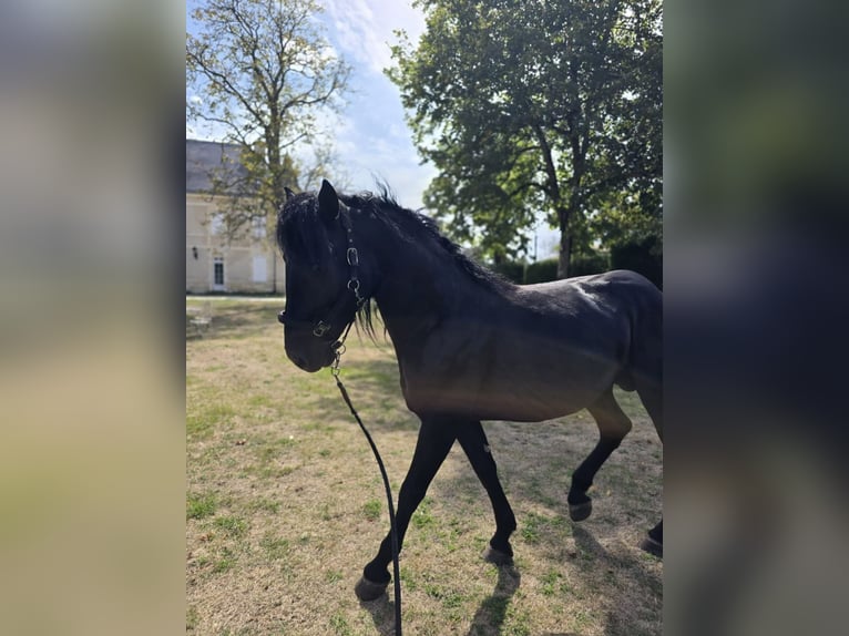 Murgese/caballo de las Murgues Caballo castrado 6 años 157 cm Negro in Le Fieu