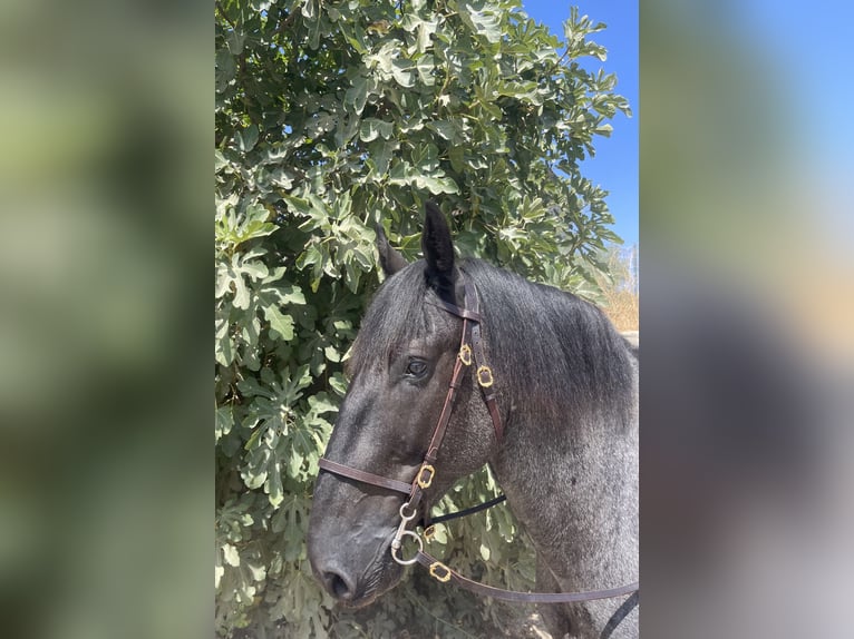 Murgese/caballo de las Murgues Caballo castrado 6 años 157 cm Ruano azulado in Martina Franca