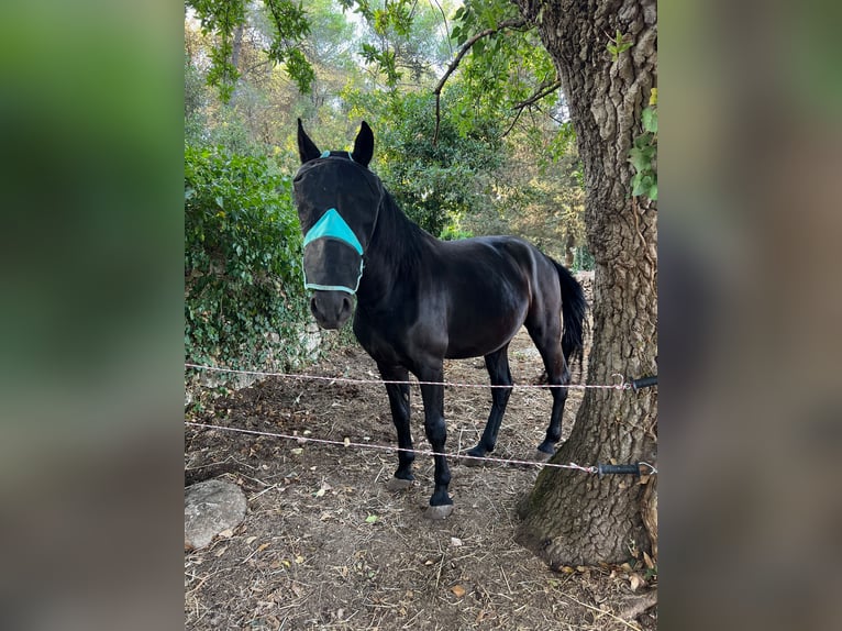Murgese/caballo de las Murgues Caballo castrado 6 años 163 cm Negro in Martina Franca