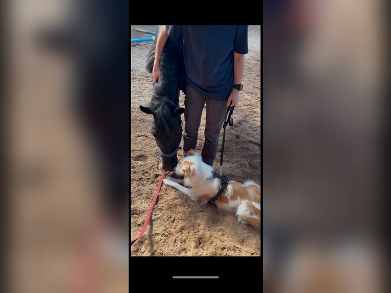 Murgese/caballo de las Murgues Caballo castrado 7 años 160 cm Negro in Kleinwallstadt