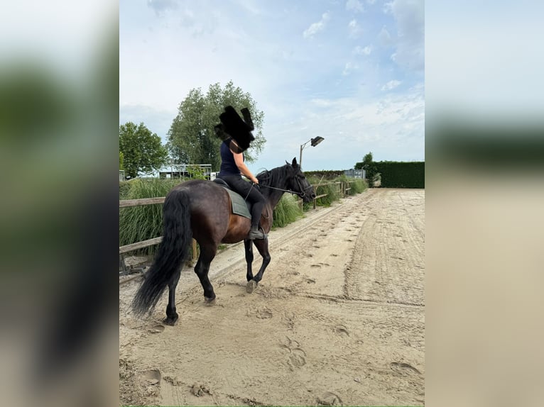 Murgese/caballo de las Murgues Caballo castrado 7 años 163 cm Negro in Twisk