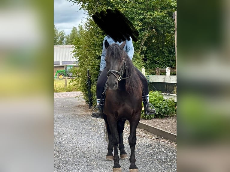 Murgese/caballo de las Murgues Caballo castrado 7 años 163 cm Negro in Twisk