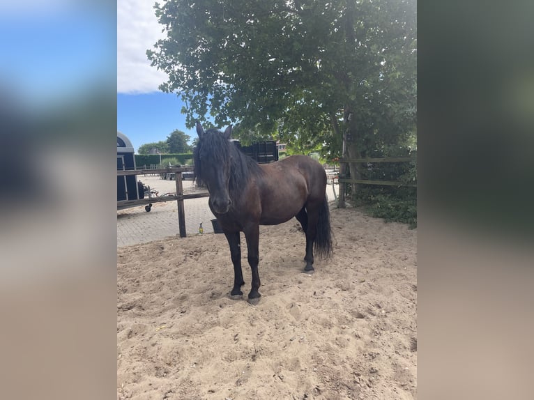 Murgese/caballo de las Murgues Caballo castrado 7 años 163 cm Negro in Twisk