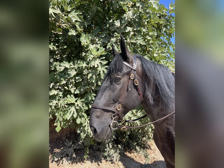 Murgese/caballo de las Murgues Caballo castrado 7 años 167 cm Negro in Martina Franca