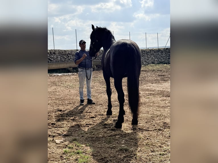 Murgese/caballo de las Murgues Semental 2 años 155 cm Negro in Noci,  Bari