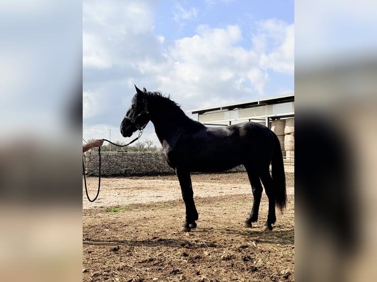 Murgese/caballo de las Murgues Semental 2 años 155 cm Negro in Noci,  Bari