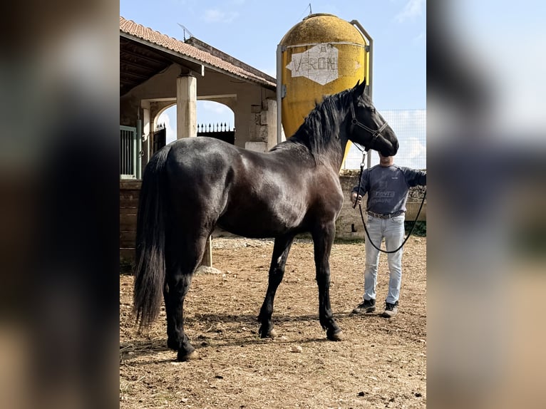 Murgese/caballo de las Murgues Semental 2 años 155 cm Negro in Noci,  Bari