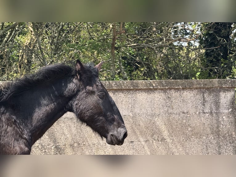 Murgese/caballo de las Murgues Semental 2 años 157 cm Negro in Martina Franca