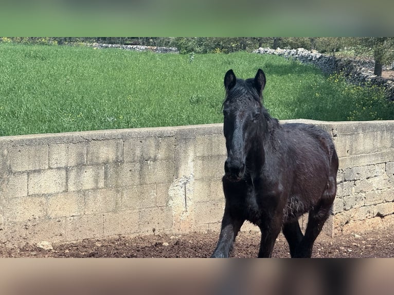 Murgese/caballo de las Murgues Semental 2 años 157 cm Negro in Martina Franca