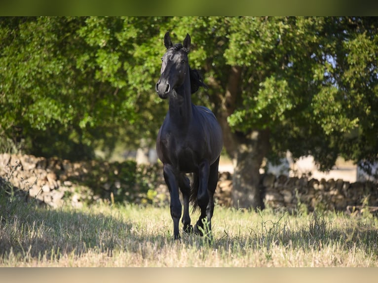 Murgese/caballo de las Murgues Semental 2 años 158 cm Negro in Noci