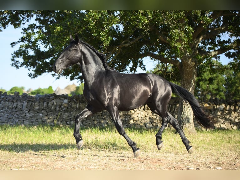 Murgese/caballo de las Murgues Semental 2 años 158 cm Negro in Noci