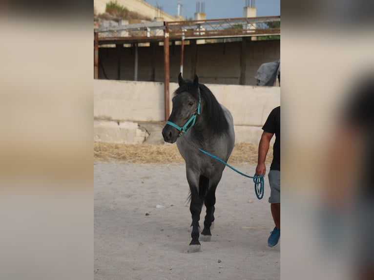 Murgese/caballo de las Murgues Semental 2 años 160 cm  in Avetrana
