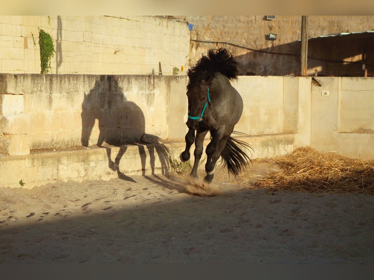 Murgese/caballo de las Murgues Semental 2 años 160 cm  in Avetrana