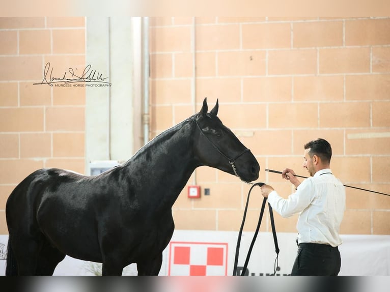 Murgese/caballo de las Murgues Semental 2 años 160 cm Negro in Martina Franca