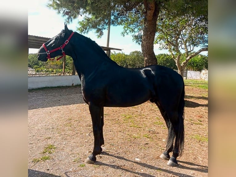 Murgese/caballo de las Murgues Semental 2 años 161 cm Negro in Martina Franca