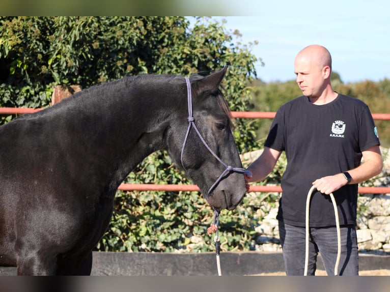 Murgese/caballo de las Murgues Semental 2 años 161 cm Negro in Martina Franca