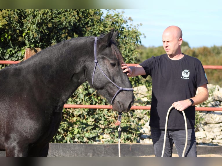 Murgese/caballo de las Murgues Semental 2 años 161 cm Negro in Martina Franca